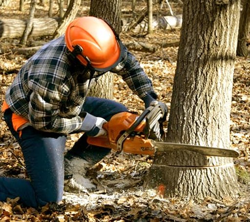Tree Removal in Holland, KY